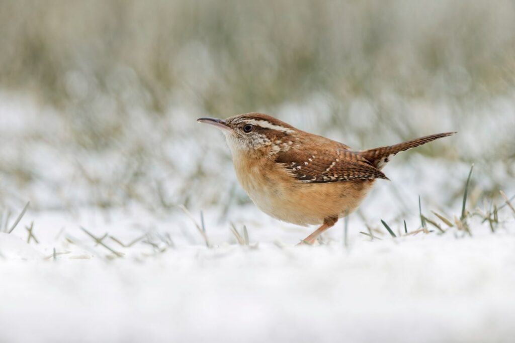 Carolina Wren