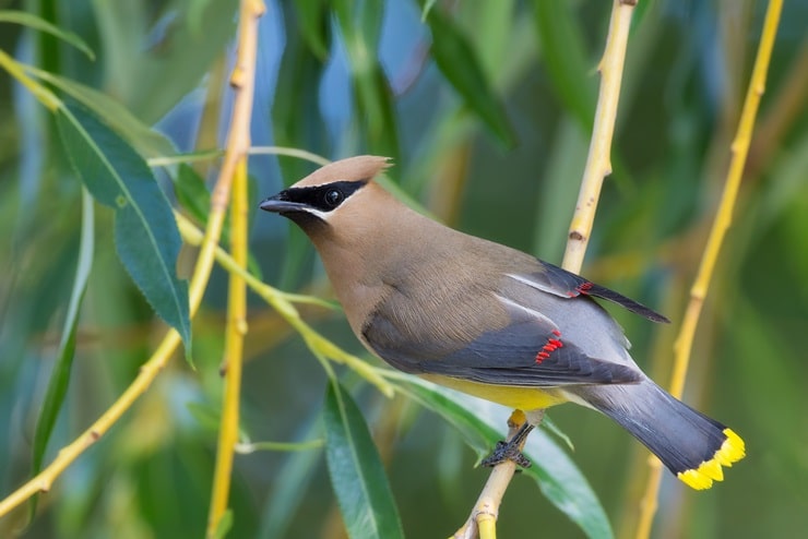 Cedar Waxwing