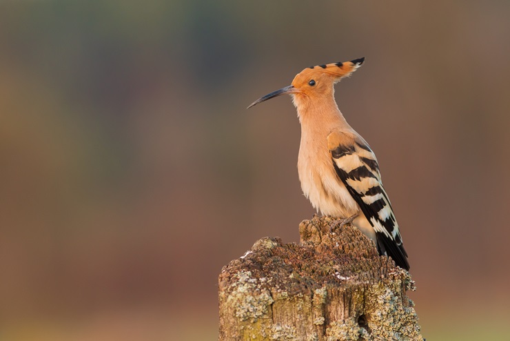 Eurasian Hoopoe (Common hoopoe)