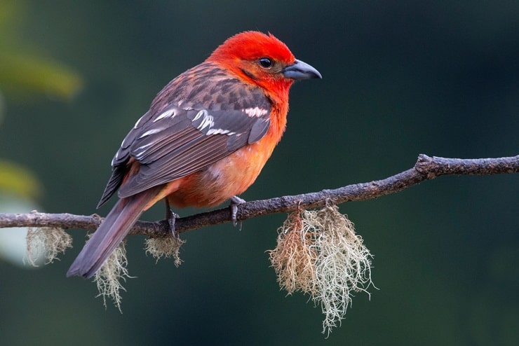 Flame-Colored Tanager