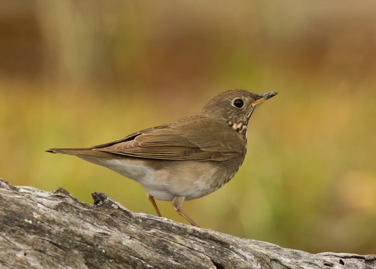 Gray-Cheeked Thrush