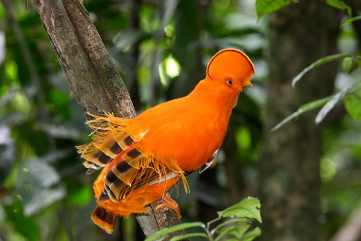 Guianan Cock-of-the-Rock