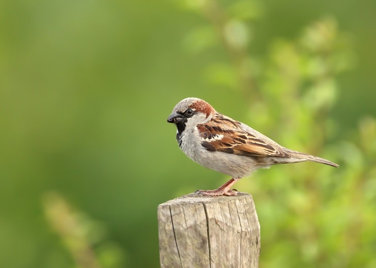 House Sparrow