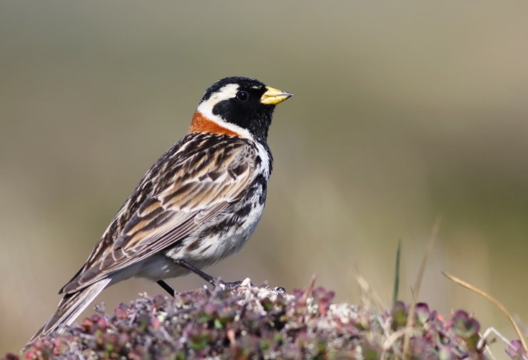 Lapland Longspur