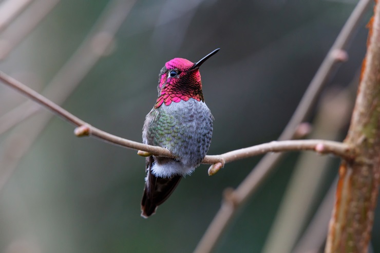 Male Anna's Hummingbird