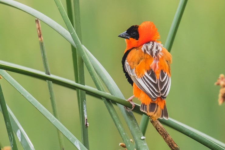 Northern Red Bishop