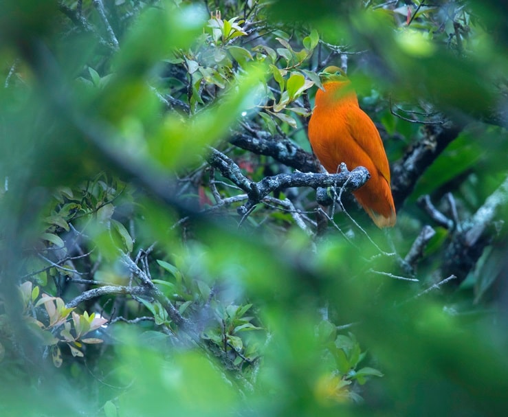 Orange Fruit Dove