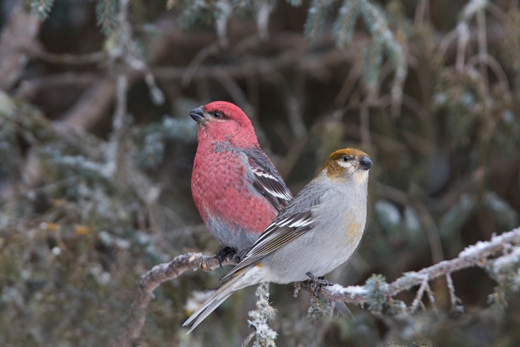 Pine Grosbeak (Pinicola enucleator)