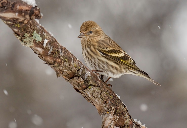 Pine Siskin