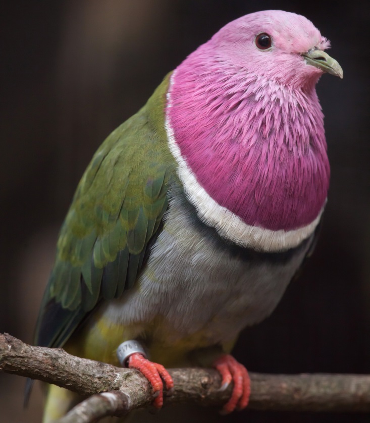 Pink-headed fruit dove (Ptilinopus porphyreus)