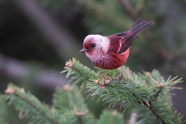 Pink-headed Warbler, Cardellina versicolor