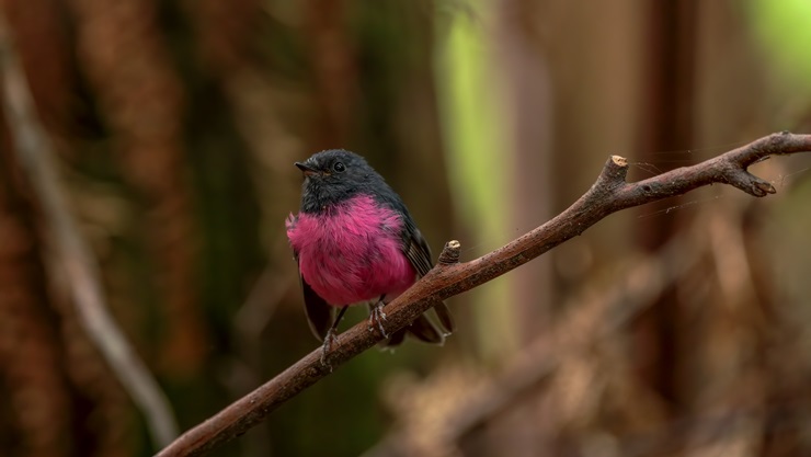 Pink robin