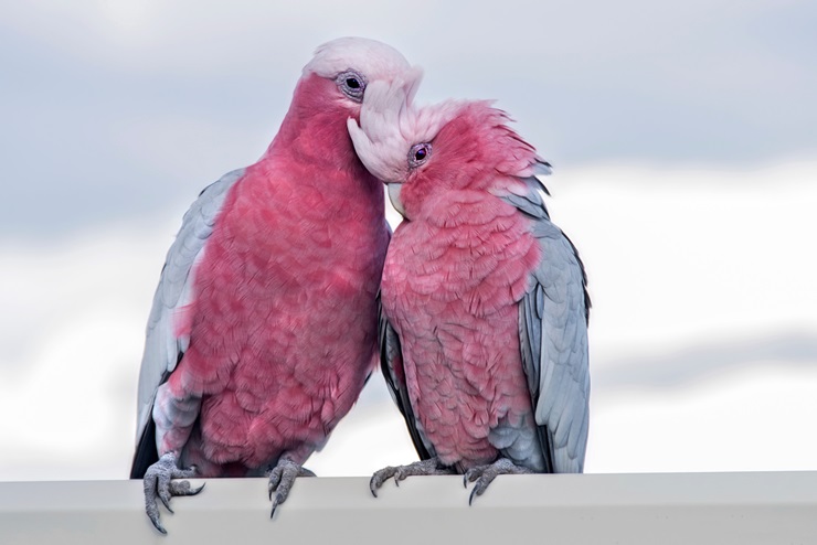 Rose-Breasted Cockatoo, Galah