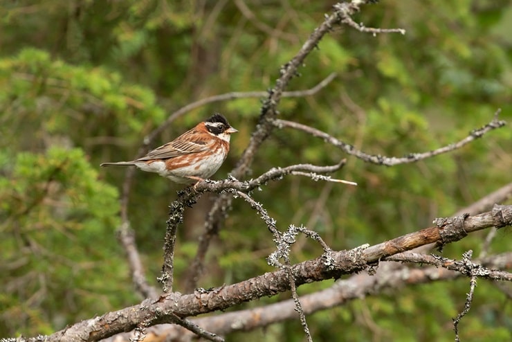 Rustic Bunting