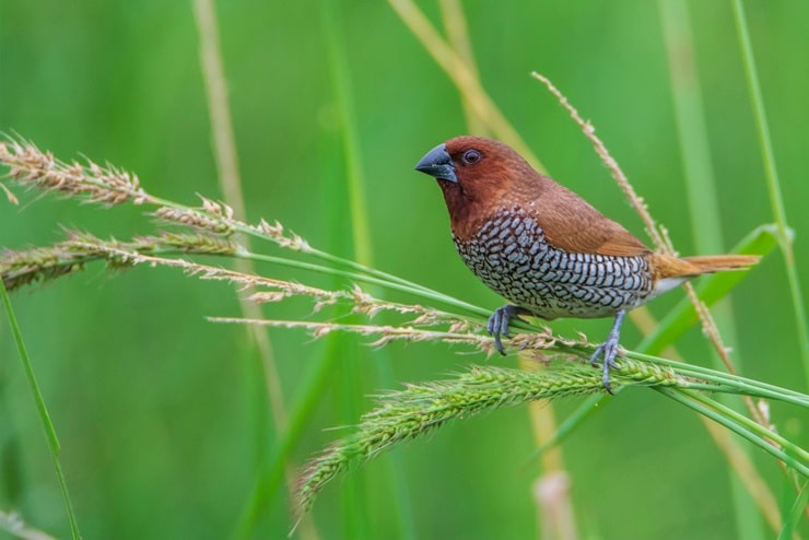 Scaly-Breasted Munia