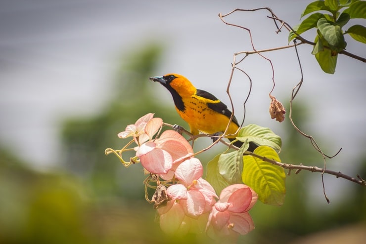 Spot breasted Oriole - Icterus pectoralis