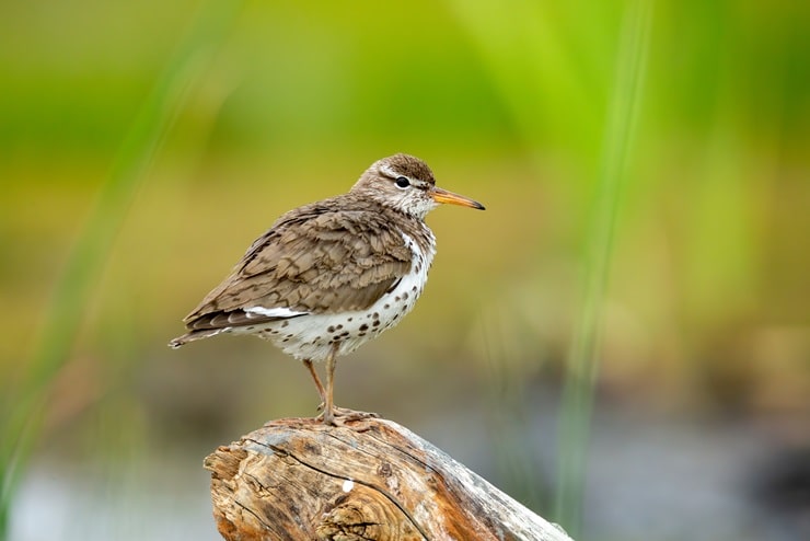 Spotted Sandpiper