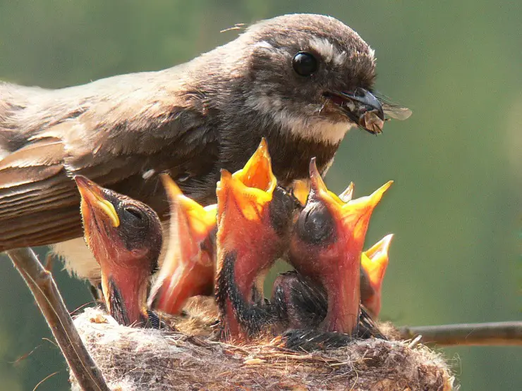 how to tell if baby birds are abandoned