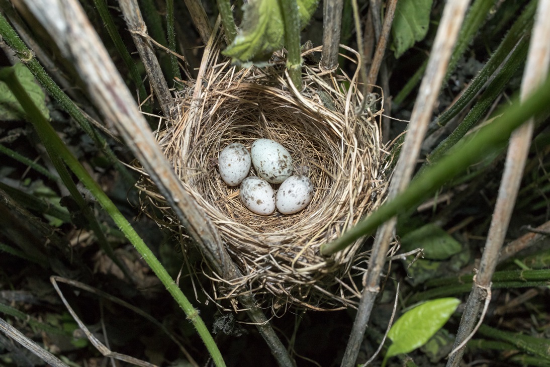 mother bird abandon her babies or eggs