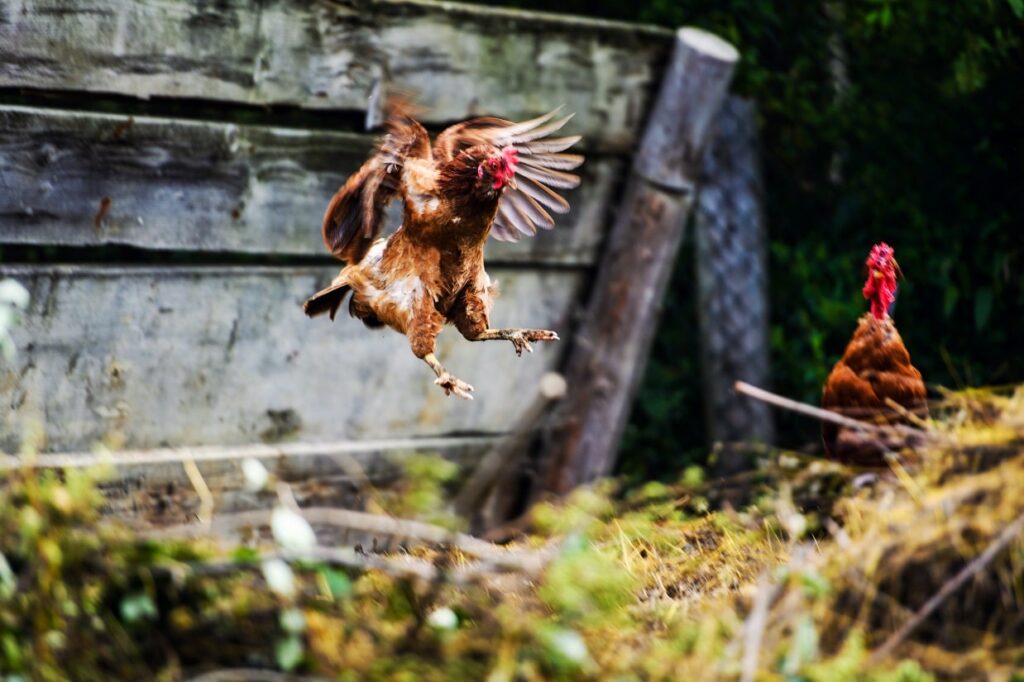 Can Chickens Fly? (How High, How Far and Which Breeds)