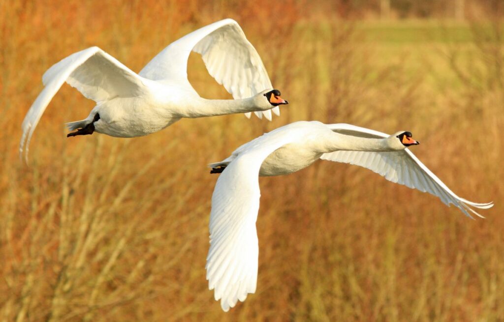 can swans fly