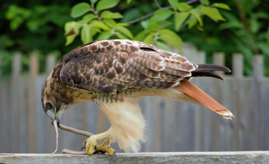 Do Hawks Eat Snakes? Are Hawks Predators or Prey?