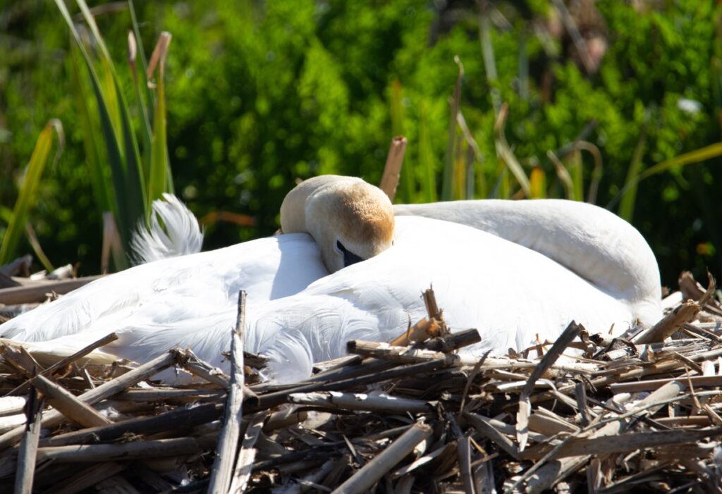 Mother Birds Sleep with Their Babies in the Nest