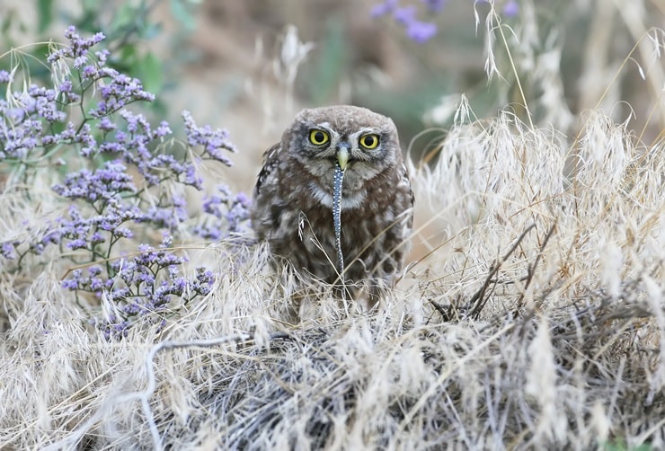 do owls eat snakes