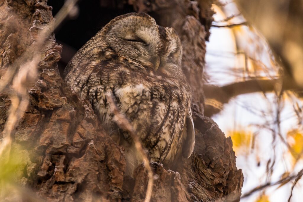 Mother Bird Sleeping in the Nest