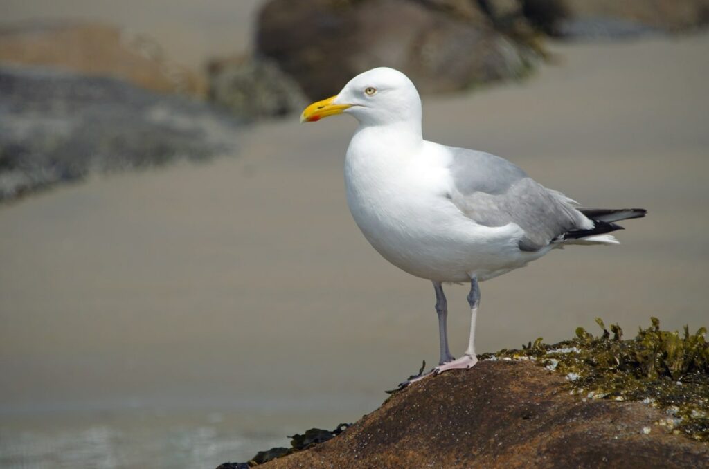 American Herring Gull