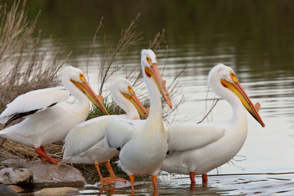 American White Pelican