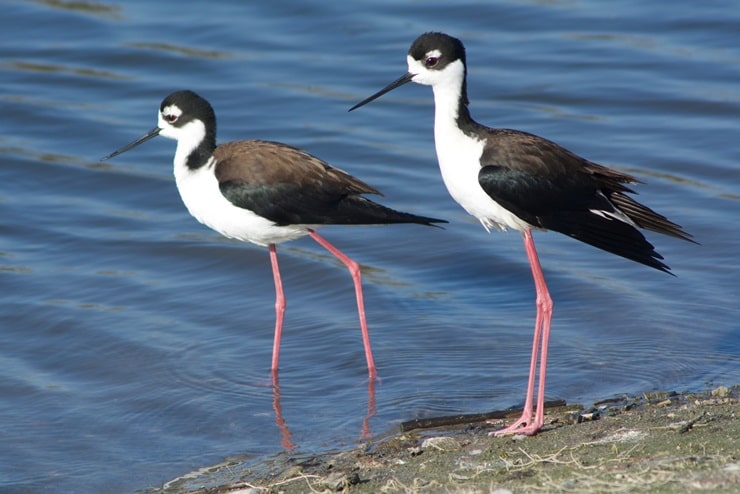 Black-Necked Stilt