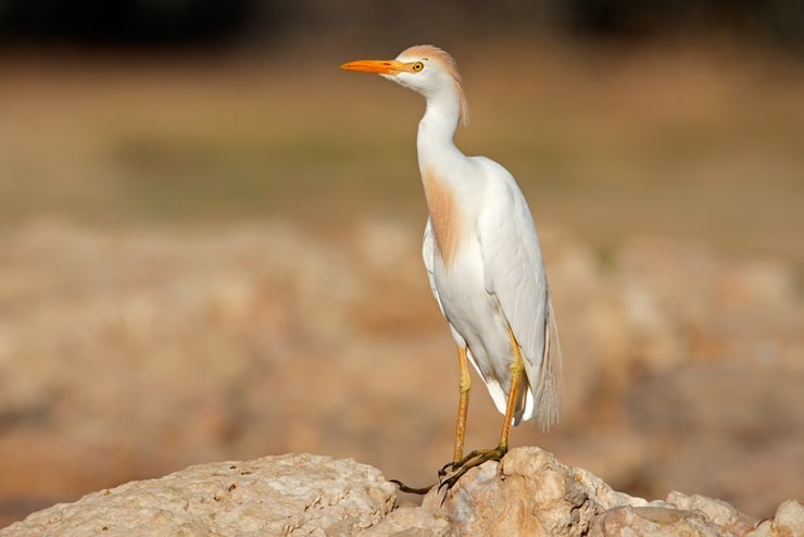 Cattle Egret