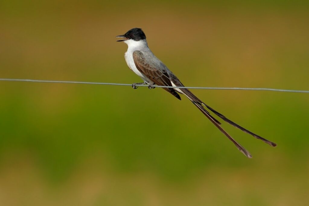 Fork-tailed Flycatcher