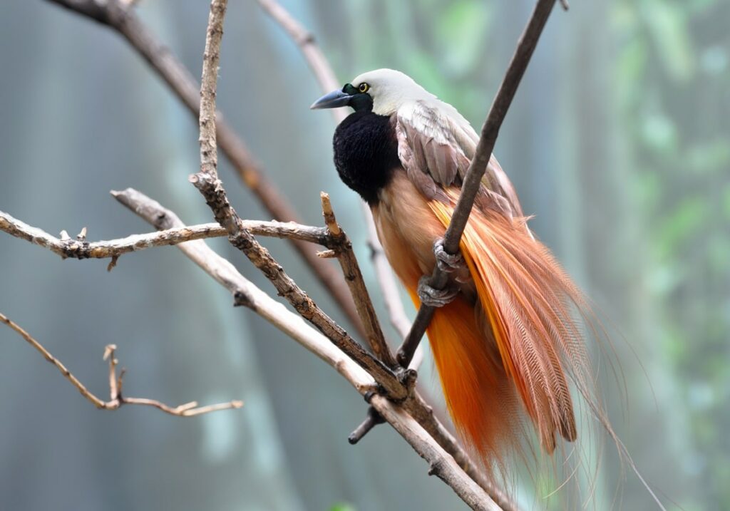 Greater Bird-of-Paradise