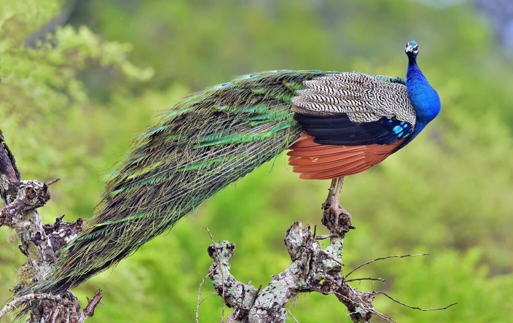 Indian Peafowl