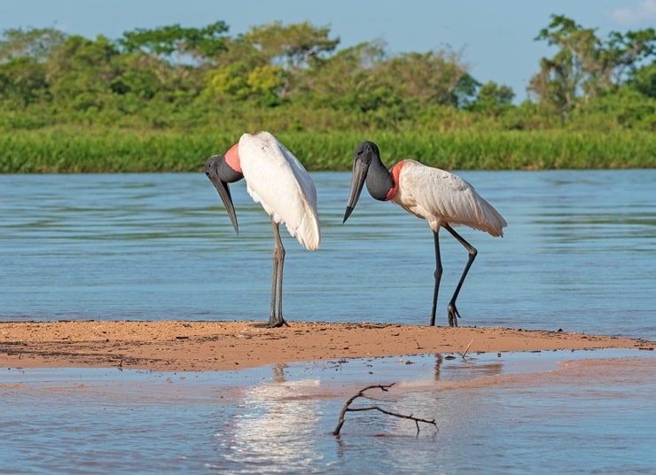 Jabiru mycteria