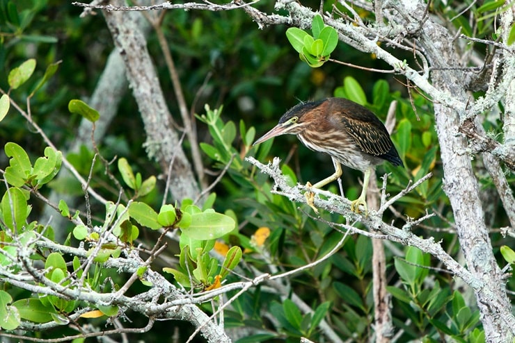 Least Bittern