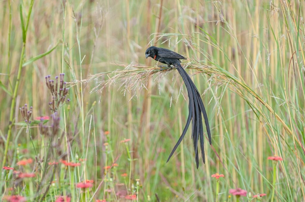 Long-tailed Widowbird