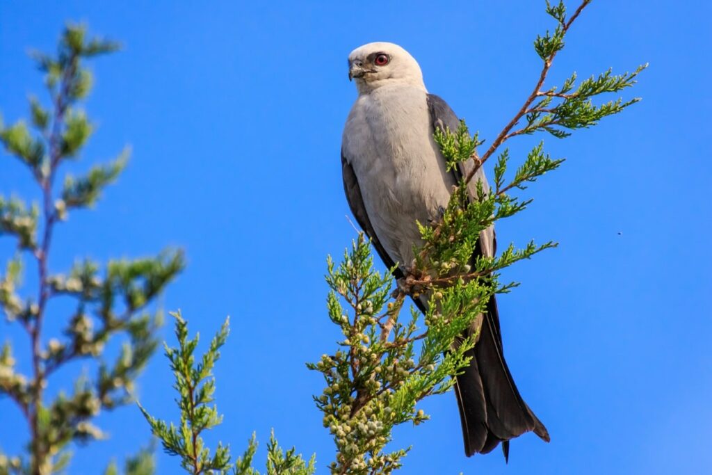 Mississippi Kite