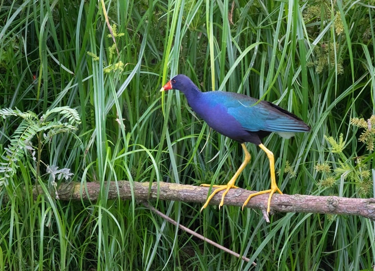 Purple Gallinule