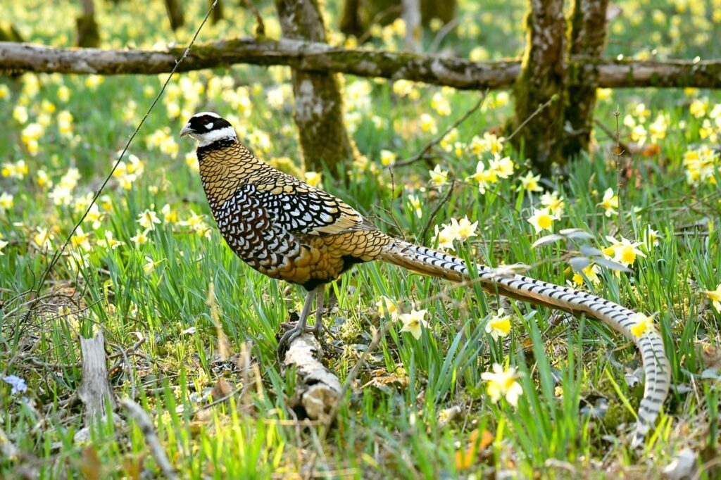 Reeves’s Pheasant