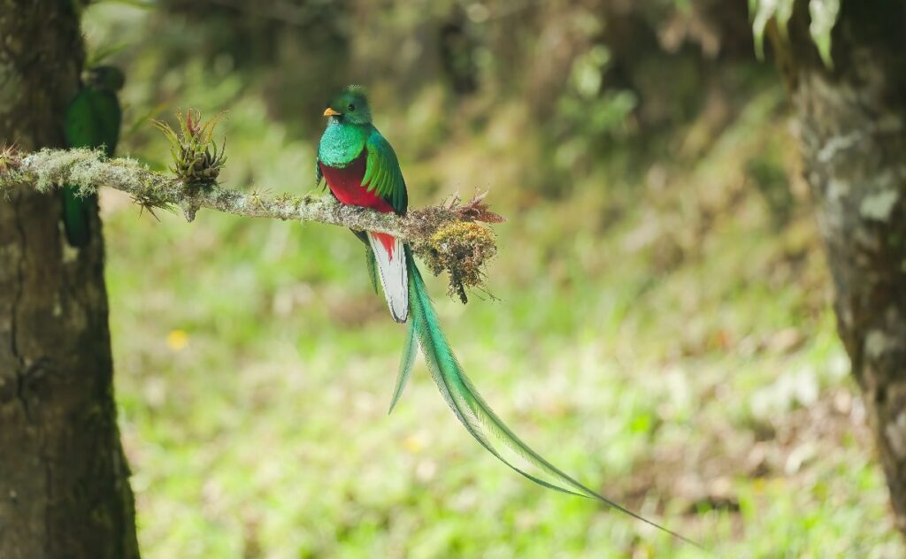 Resplendent Quetzal