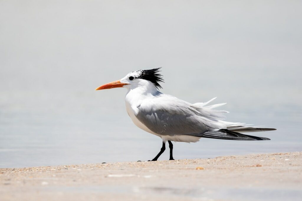 Royal Tern