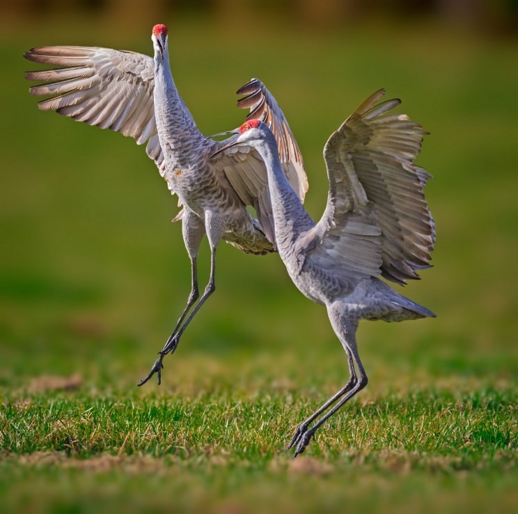 Sandhill Crane