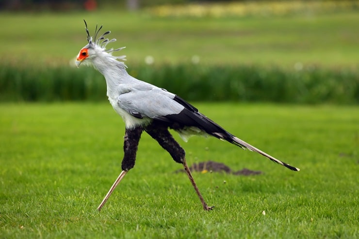 Secretarybird