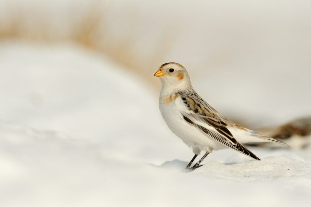 Snow Bunting