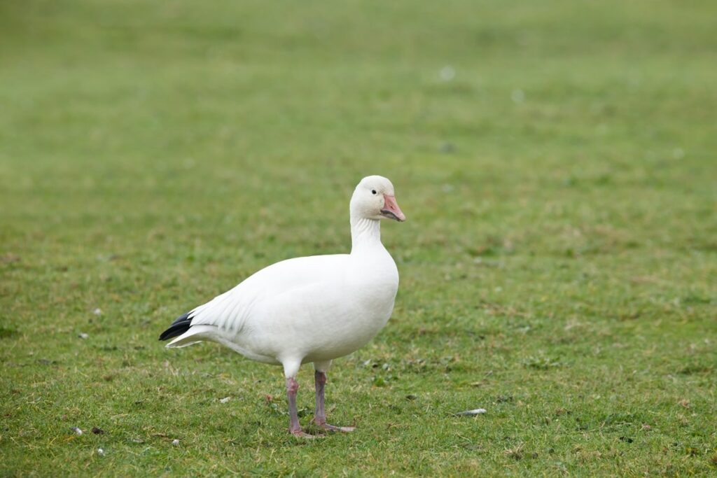 Snow Goose