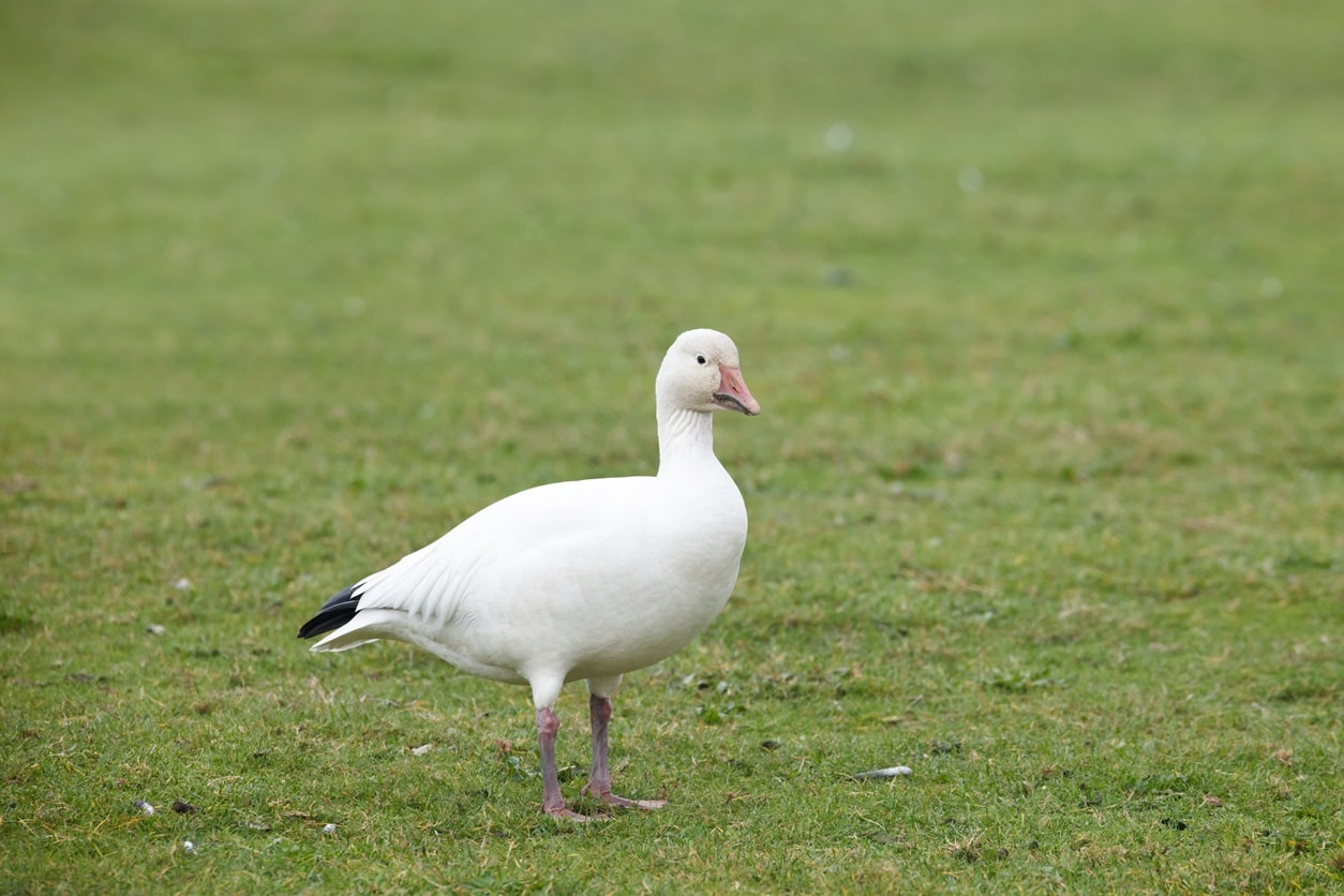 10 Types of White Birds (with Pictures)