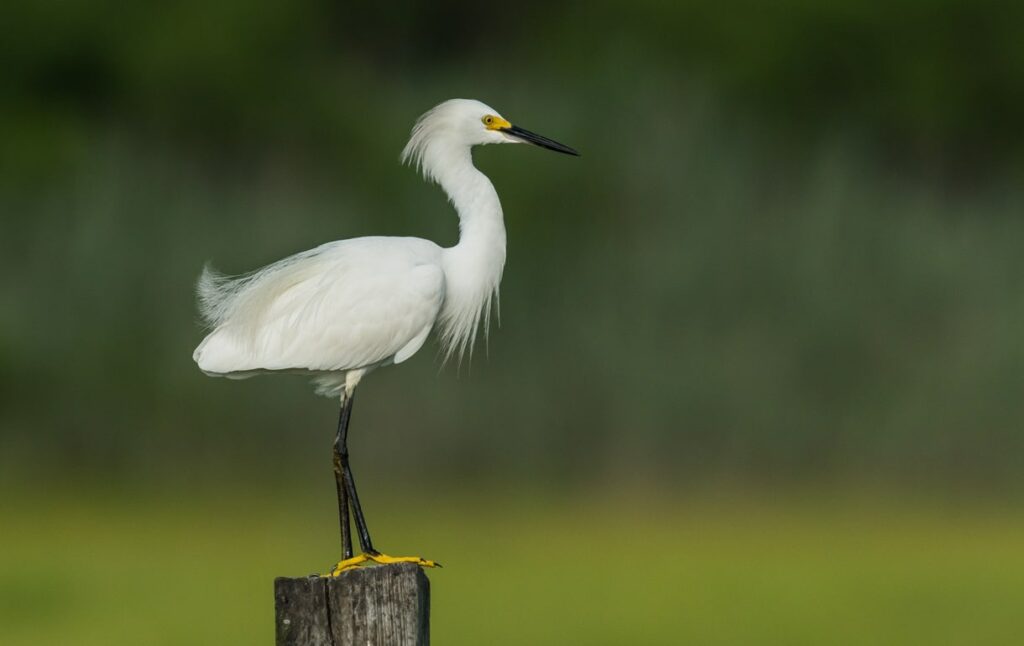 Snowy Egret